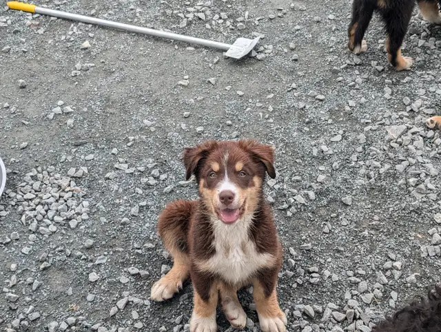 Bouvier Bernois X Husky(Prêt a partir ce weekend) in Dogs & Puppies for Rehoming in Victoriaville - Image 2