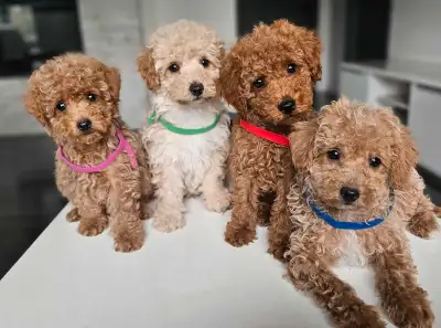 Tiny Toy  Poodle, View more