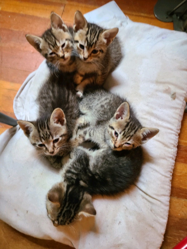 Free Kittens ready for new homes.. | Cats & Kittens for Rehoming