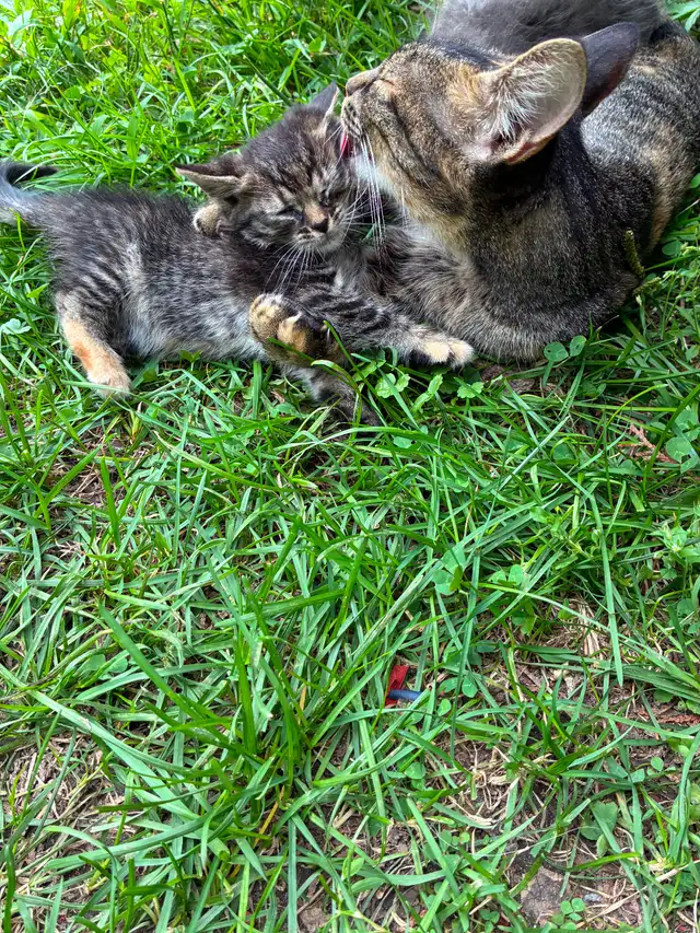 Chatons ‍⬛ | Cats & Kittens for Rehoming | West Island | Free local ...