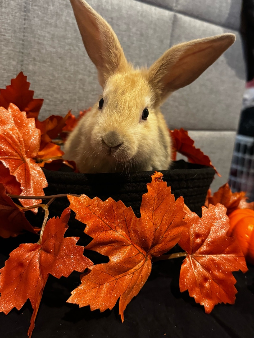 babies rabbits | Small Animals for Rehoming | Cambridge | Free local ...