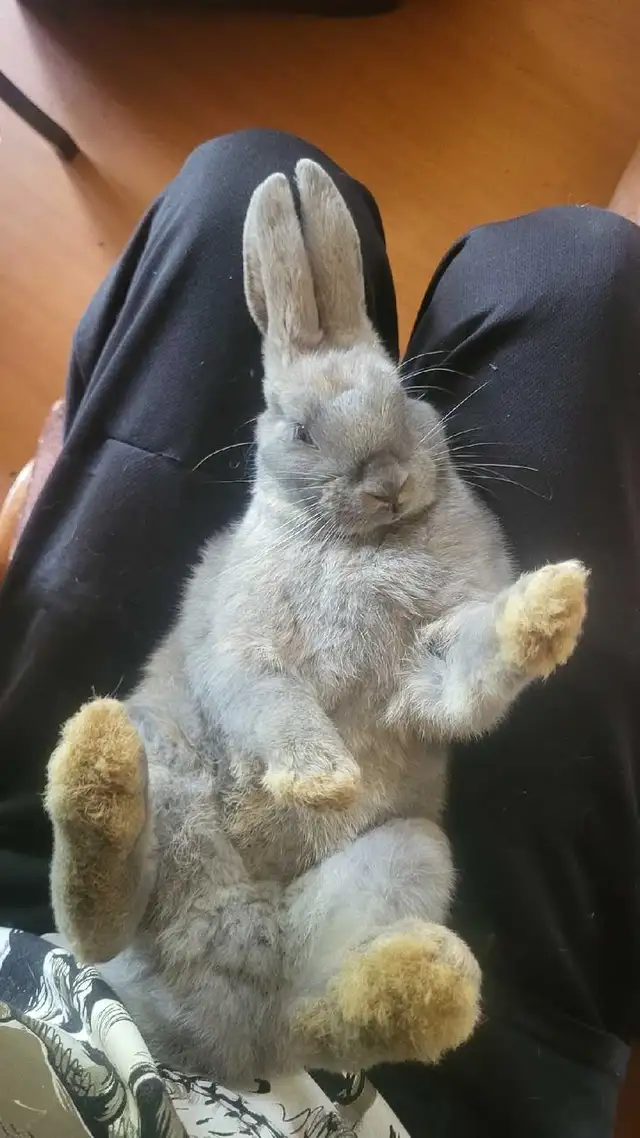 Rabbit Gender Identification in Animal & Pet Services in Moncton - Image 4