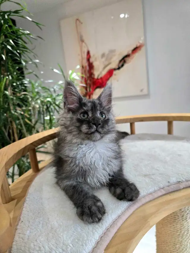 Blue & Black Smoke MAINE COON in Cats & Kittens for Rehoming in Oakville / Halton Region - Image 10