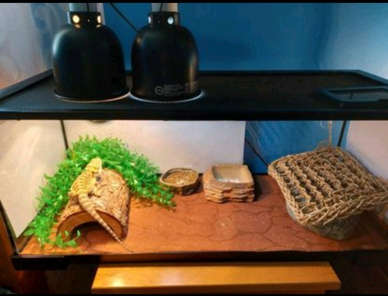 20 gallon terrarium Accessories Winnipeg Kijiji