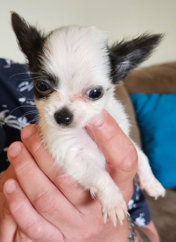 Long haired Chihuahua Puppies Dogs & Puppies for Rehoming Edmonton Kijiji