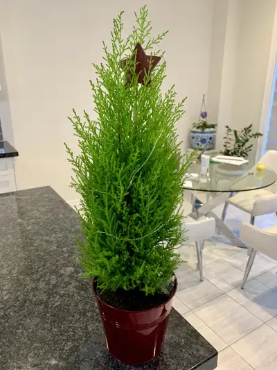 Christmas Lemon Cypress Tree (6”), View more