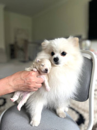 Pure Pomeranian Puppy- Teddy Bear- Male