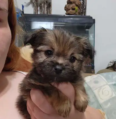 Yorkie/Pomeranian puppies, View more