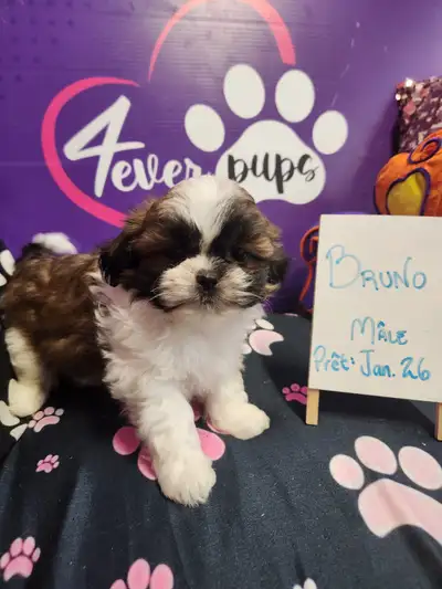 Pure Shih-tzu pups *registered parents w/international pedigree, View more