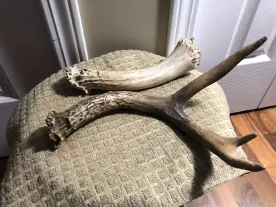 Pair of Stag Horns for Crafts 8" & 12" Make Great Handles, View more