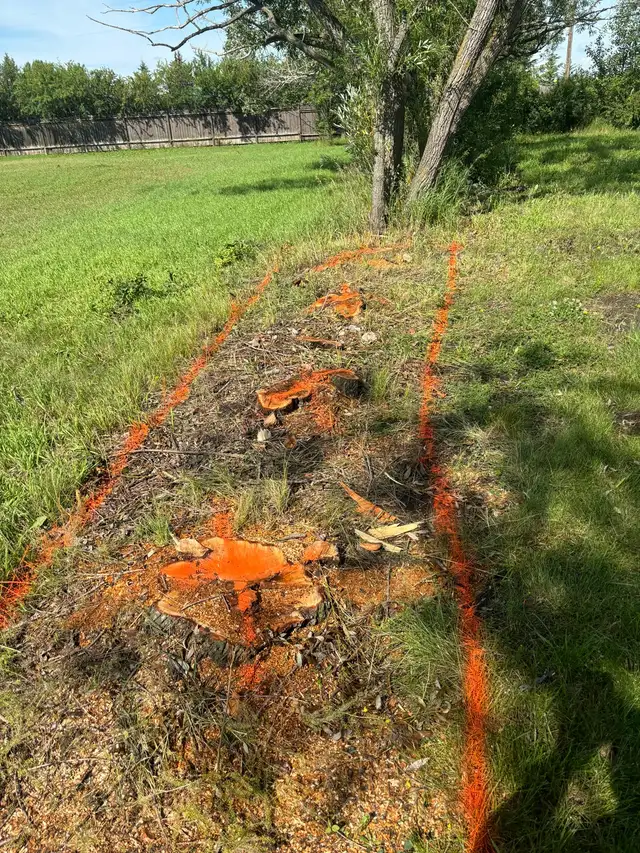 STUMP/TREE REMOVAL63581884984707124