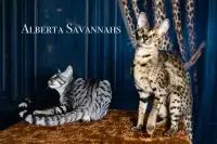 Savannah kittens *TICA REGISTERED 