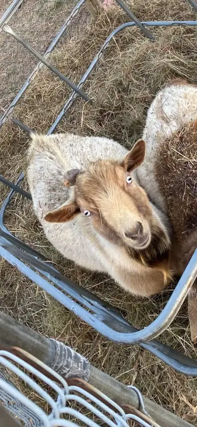 Nigerian Dwarf Buck (22 months old), View more
