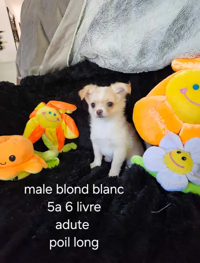 (WoW) Chihuahua male environ 5 à 6 livre adulte, View more