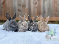 Bébés lapins mini rex CASTRÉS 