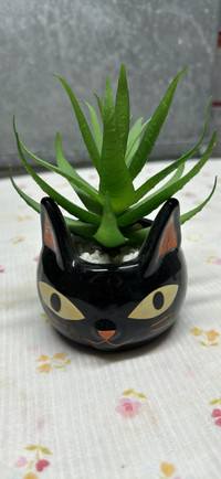 Succulent in Cat holder 