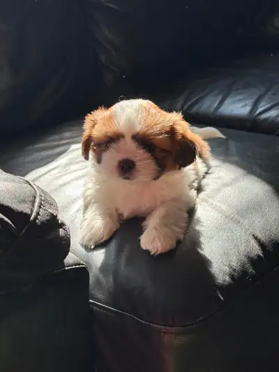 Beautiful Bichon-Shih Tzu Puppies!, View more