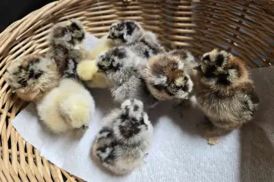 Silkie Chicks, View more