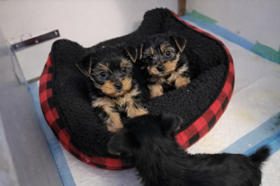 For sale is a precious Yorkie puppy, a true bundle of joy! These little girls are looking for their...