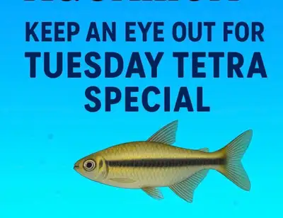 Tetra  Tuesday at Strictly Fish , View more
