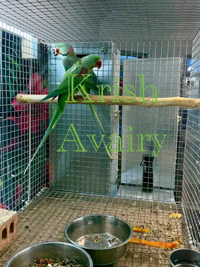Alexandrine Pair, View more