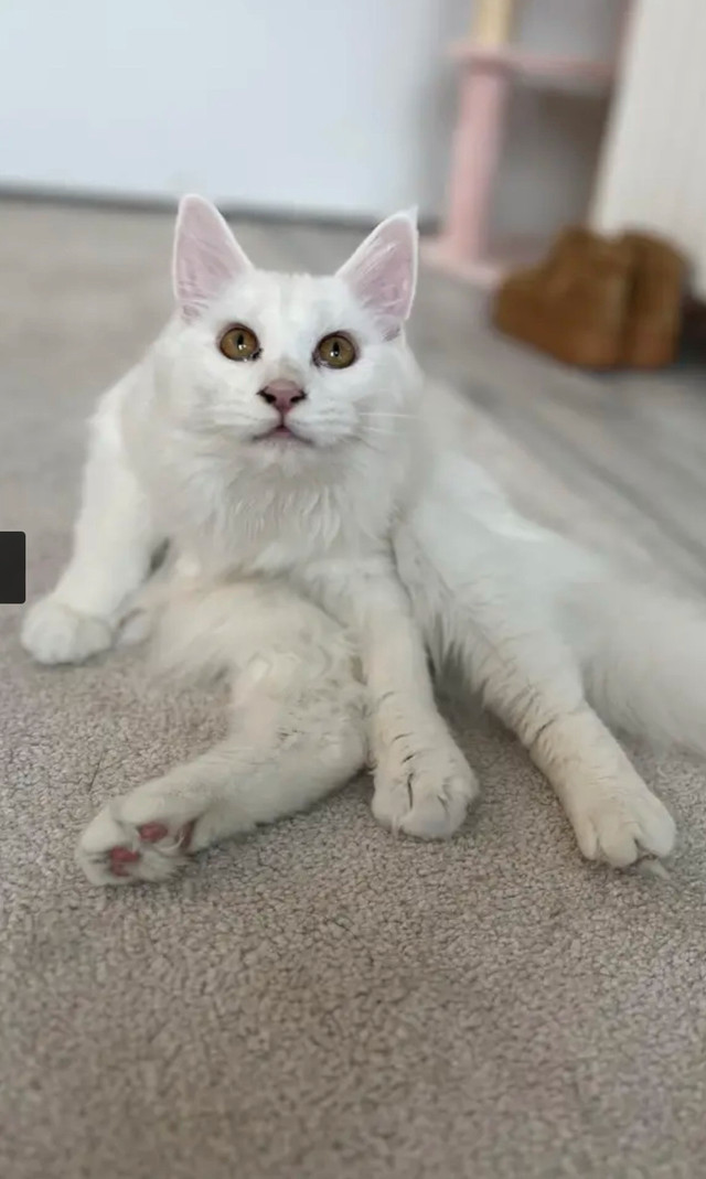 white mainecoon in Cats & Kittens for Rehoming in Abbotsford - Image 2