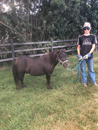 Halter broke pony 