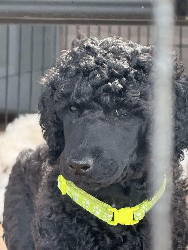 Standard poodle puppies in Dogs & Puppies for Rehoming in Ottawa - Image 8