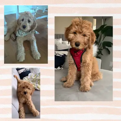 **Only 2 Left!!** Gorgeous Dark Red Goldendoodles, View more