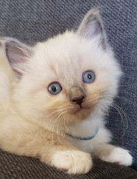 Gorgeous Ragdoll Kitten