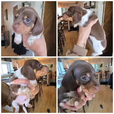 miniature dachshund puppies, View more