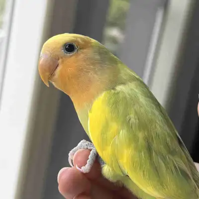 TAMED 7 WEEK OLD BABY LOVEBIRD FOR SALE!!!, View more