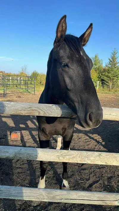 2024 grade paint cross stud colt, View more