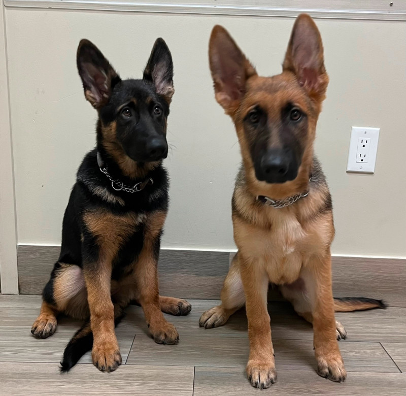 2 female pure bred German Shepherds available | Dogs & Puppies for ...