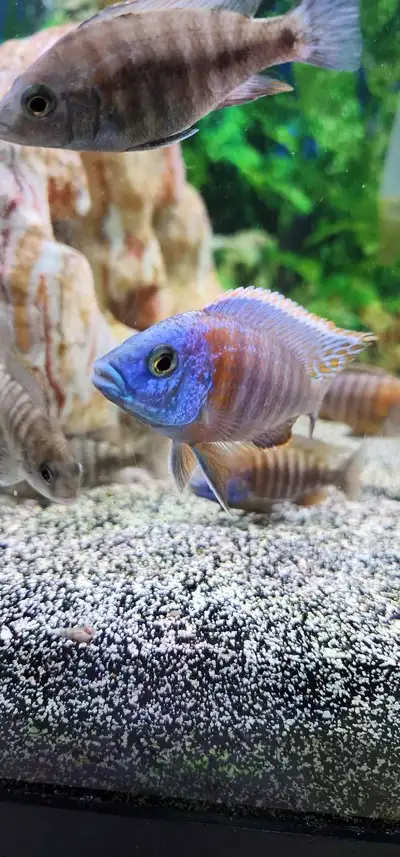 cichlids , View more