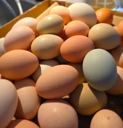 Œufs fécondés – Poules mixtes aux œufs colorés Vous rêvez d’un poulailler unique avec des œufs aux c...