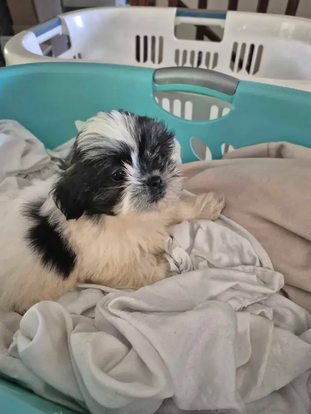 Minature schnauzer cross shihtzu boy in Dogs & Puppies for Rehoming in Owen Sound - Image 5