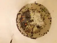Bucket of feeder ramshorns Snails (hundreds) 