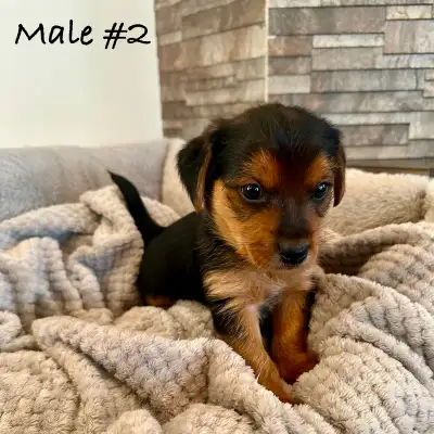 Tiny Yorkshire Terrier Puppies - Now Ready To Go!, View more