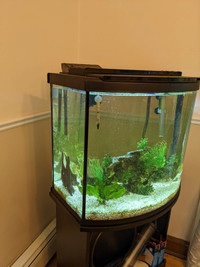 26G/100L Aquarium w/stand + accessories 