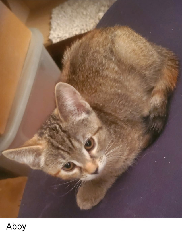 Chatons prêts à partir dans Chats et chatons à adopter  à Ville de Québec - Image 3