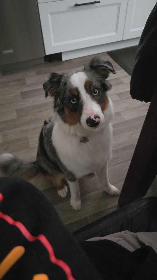 miniature Australian shepherd in Dogs & Puppies for Rehoming in Portage la Prairie