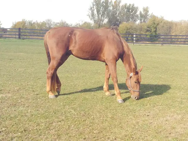 Horses For Lease in Horses & Ponies for Rehoming in Brantford - Image 6