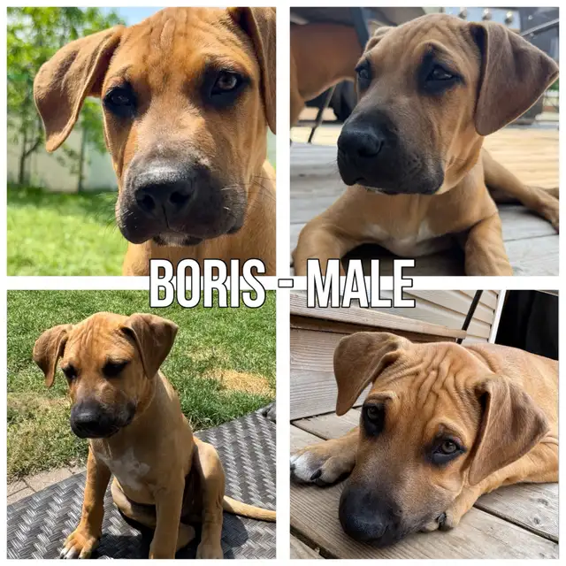 2 Boxer-Mix Puppies ready for their home in Dogs & Puppies for Rehoming in West Island - Image 4