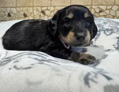 Miniature dachshund puppies, View more