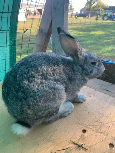Female and male rabbits , View more
