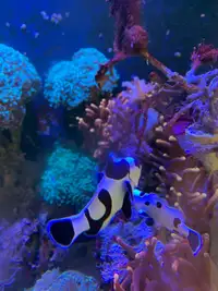 Proven Breeding Pair Of Black Storm Clownfish