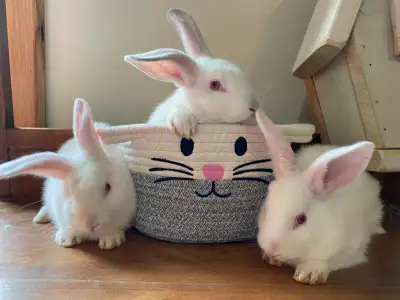 California New Zealand Bunnies for sale, View more