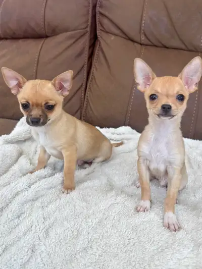 Chiots chihuahua, View more