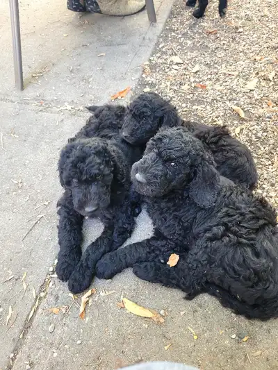 Golden Doodle, Standard Poodle mix, View more